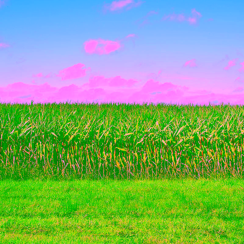 Maisfeld unter blauem Himmel