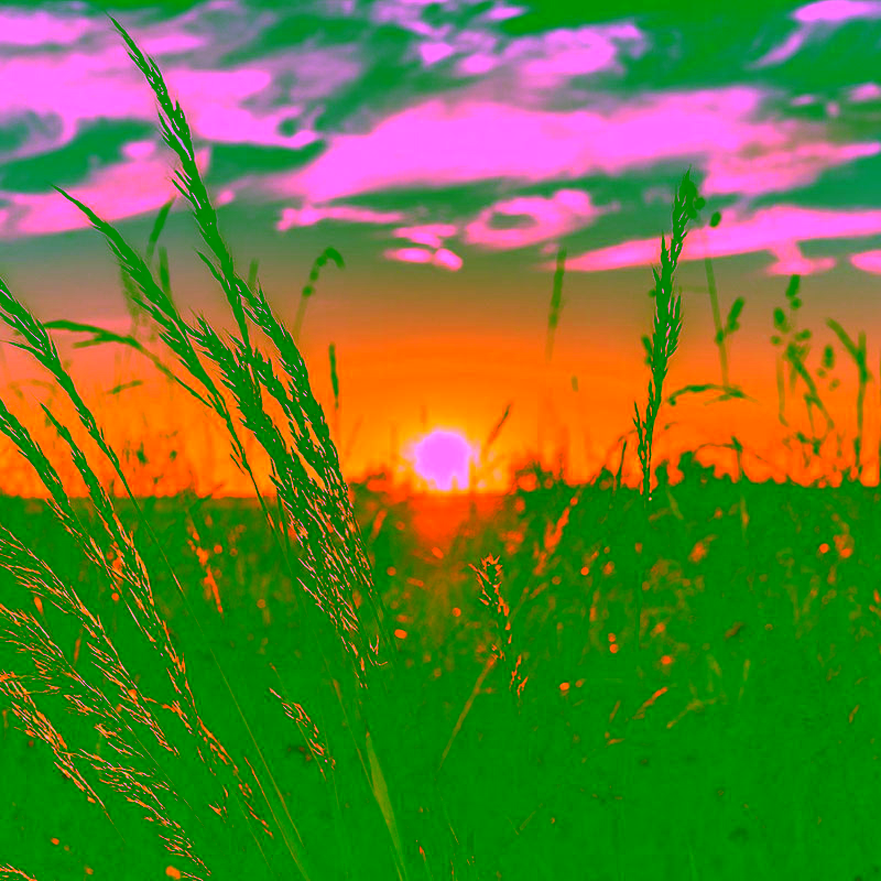 Gräser im Gegenlicht des Sonnenuntergangs