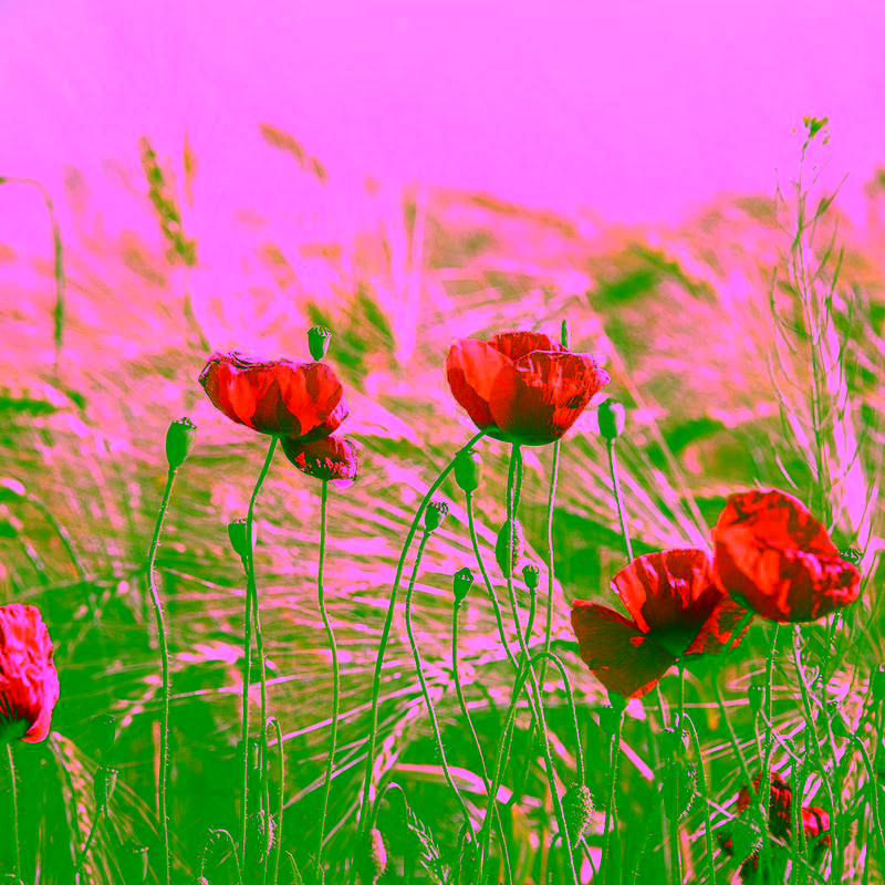 Mohnblumen im Gerstenfeld