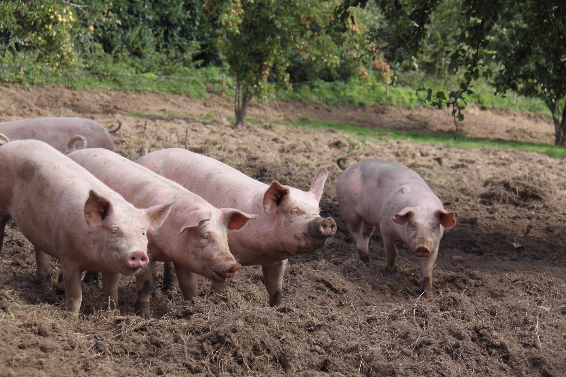 Weideschweine auf der Wiese